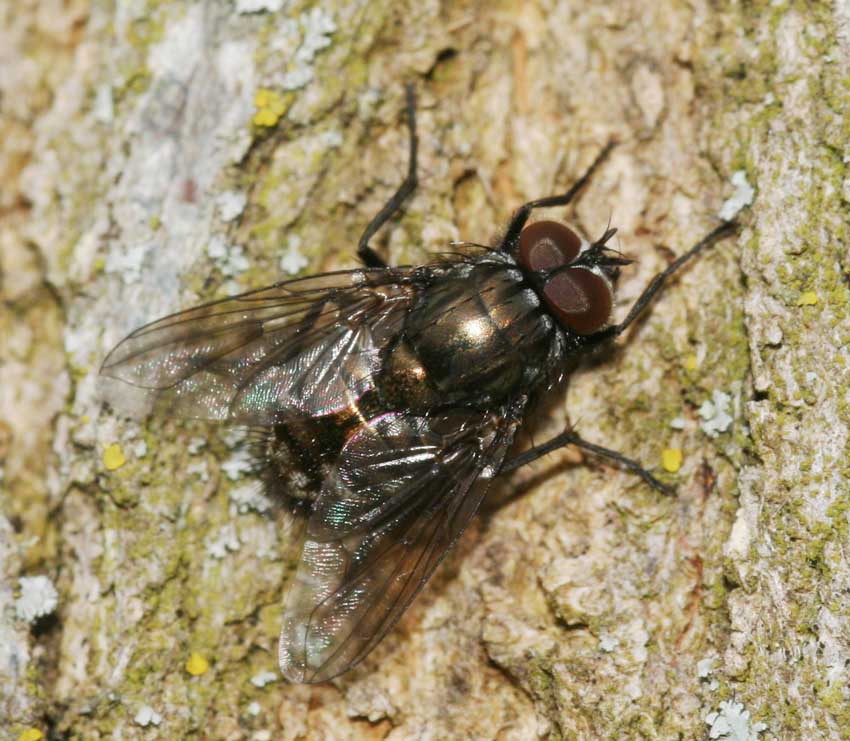 Dasyphora albofasciata ♀ e ♂ (Muscidae)